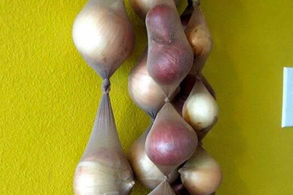 onions stocking